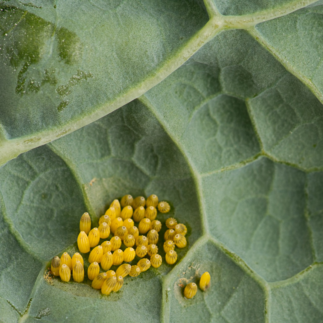 Biglerville Eggs Of Butterfly von Goldfinch4ever - Leinwandfoto gewickelt