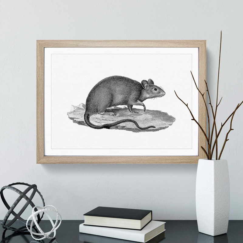 Rat Illustration - Framed Print, Oak Framed, 36cm H x 48cm W x 2cm D