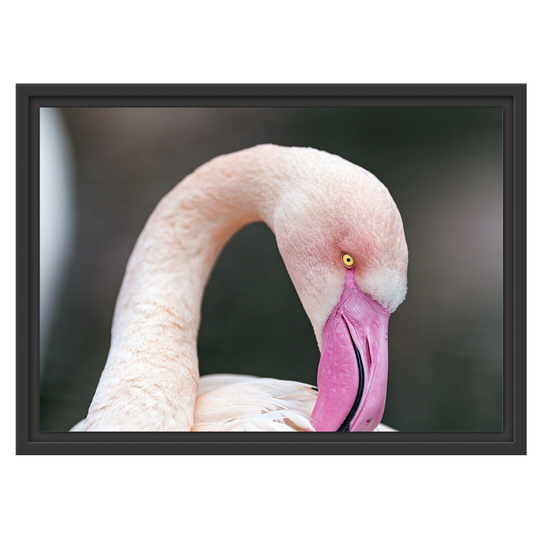 Gerahmtes Wandbild Flamingo beim Putzen