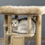 Mohr 144.78cm H Cat Tree