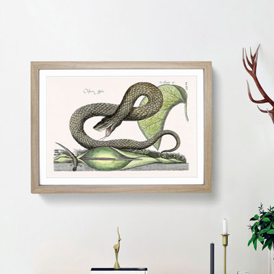 Brown Viper Snake by Mark Catesby - Picture Frame Painting Print