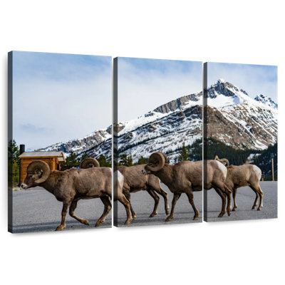 Bighorn Sheep Crossing