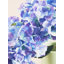 Fiori Hydrangea Arrangement