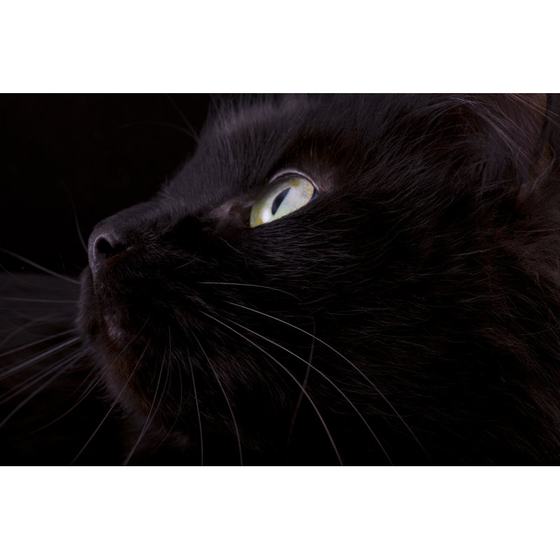 Museau d'un chat noir par Nic_Ol - Photographie sur toile tendue, H 8 po x l 12 po