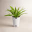 Plant in Planter