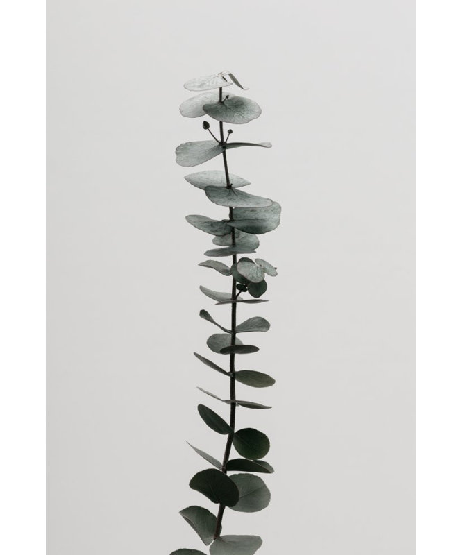 Wrapped Canvas Print, 76.2 cm H x 50.8 cm W