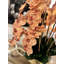 Roberi Light Brown Orchid Arrangement In Planter / Size:28" H X 18" W X 18" D
