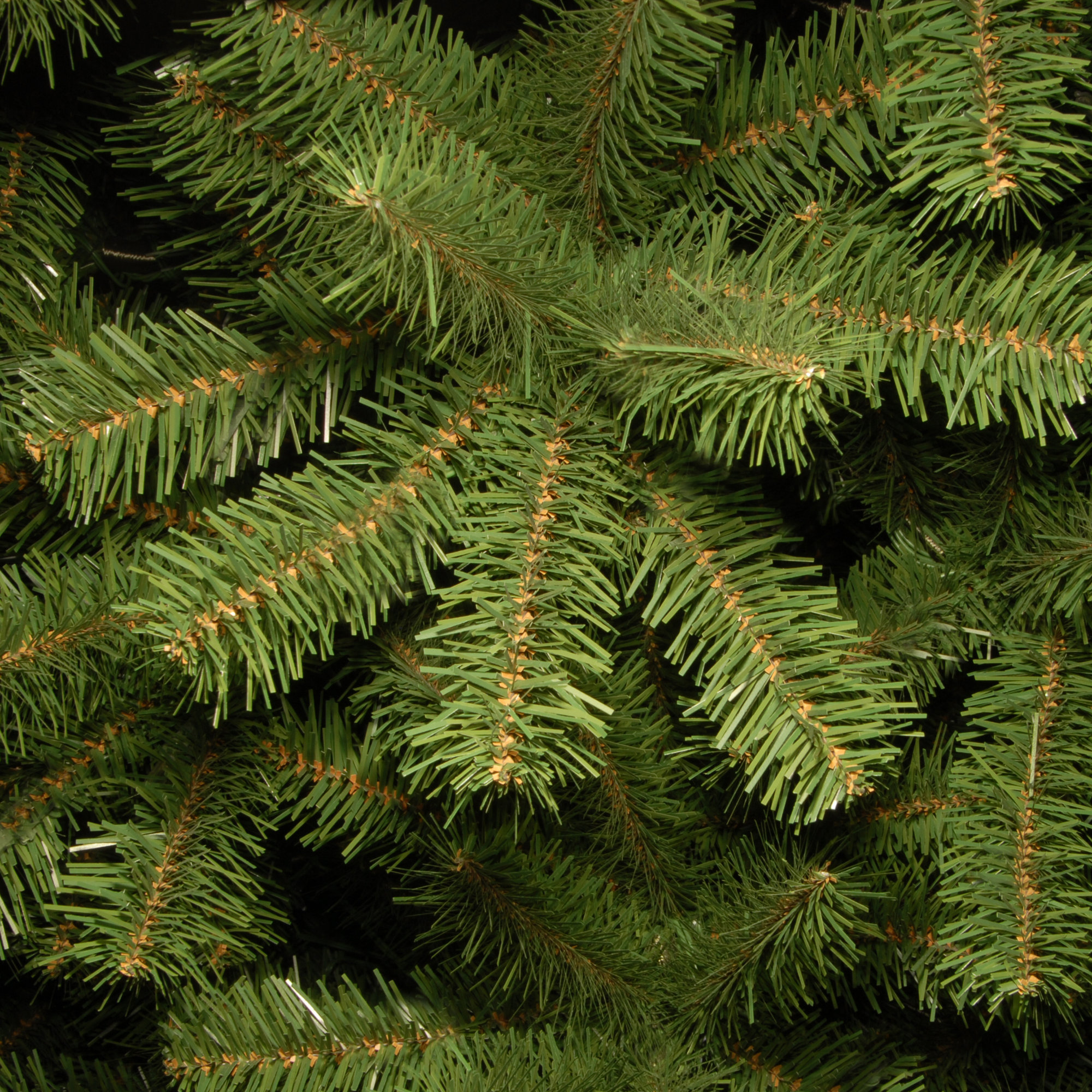  North Valley Spruce Tree, 4 FT