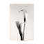 Calin Hanchevici  Calla Canvas Art-97762501