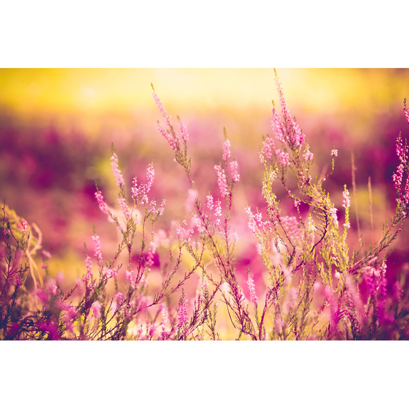 Gros plan sur une bruyère mauve - photographie sur toile tendue, H 32 po x l 48 po