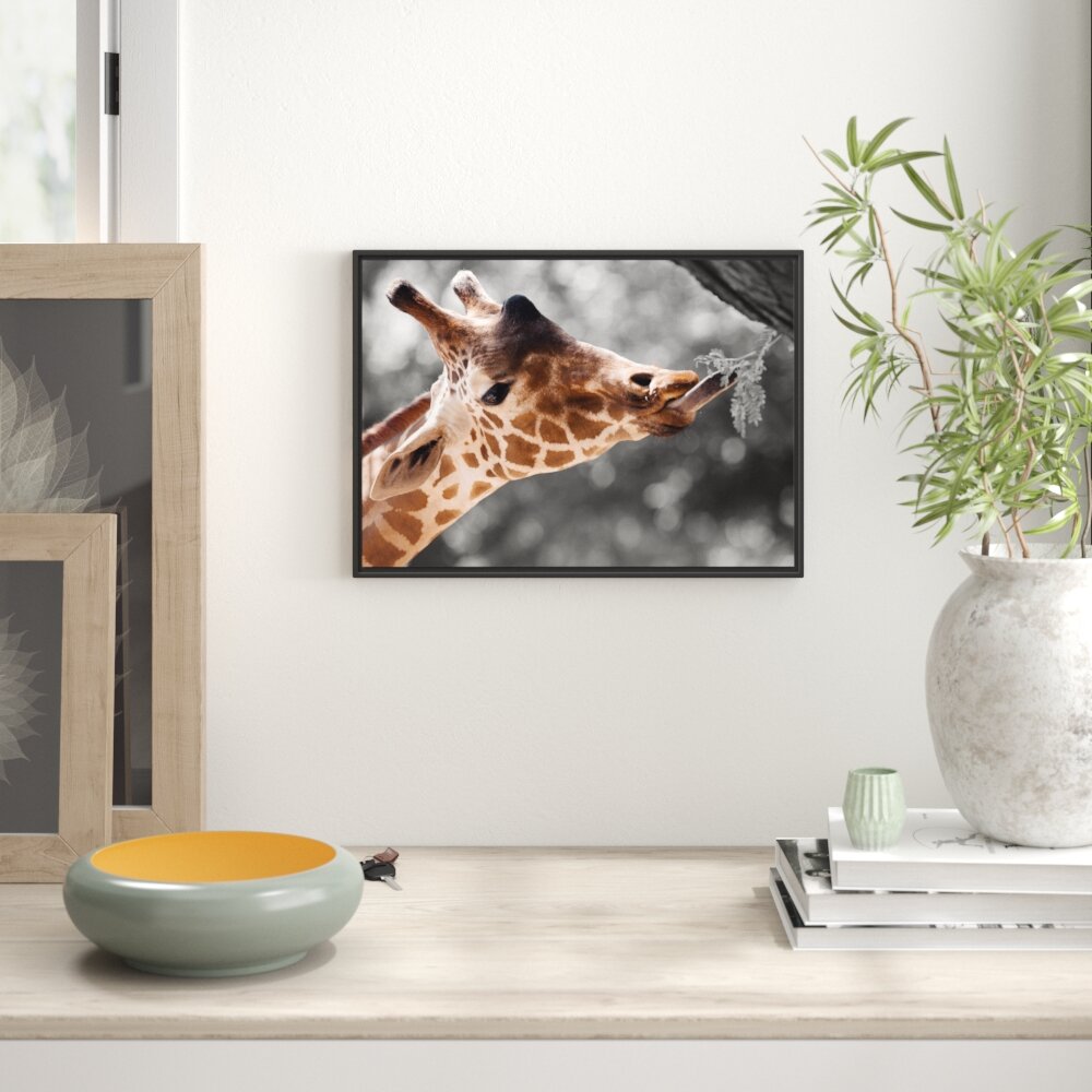 Gerahmtes Wandbild Hungrige Giraffe mit Zweig