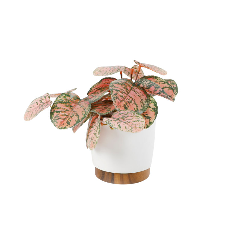 Plante traînante en céramique 4,25 po 4,25 * 4,25 * 4,25