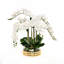 Orchid in Pot