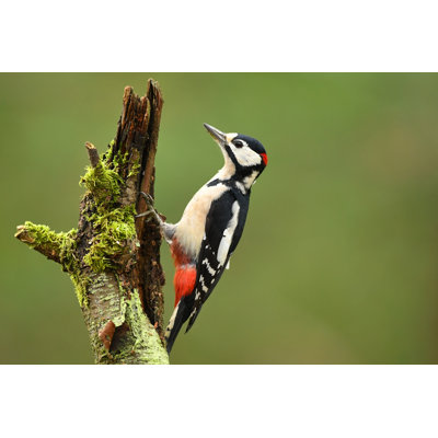 Woodpecker par Piotr Krzeslak - Photographie sur toile tendue