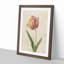 Pink Tulip by Pierre-Joseph Redoute - Picture Frame Painting Print-55601041-55601040