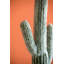 Cactus artificiel Saguaro 8 x 5 x 24,5 po en pot noir