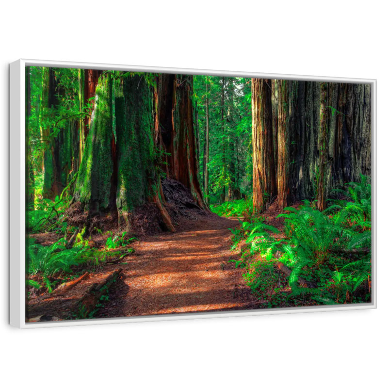 Redwood Forest Path, 13" X 9", Floating Frame White