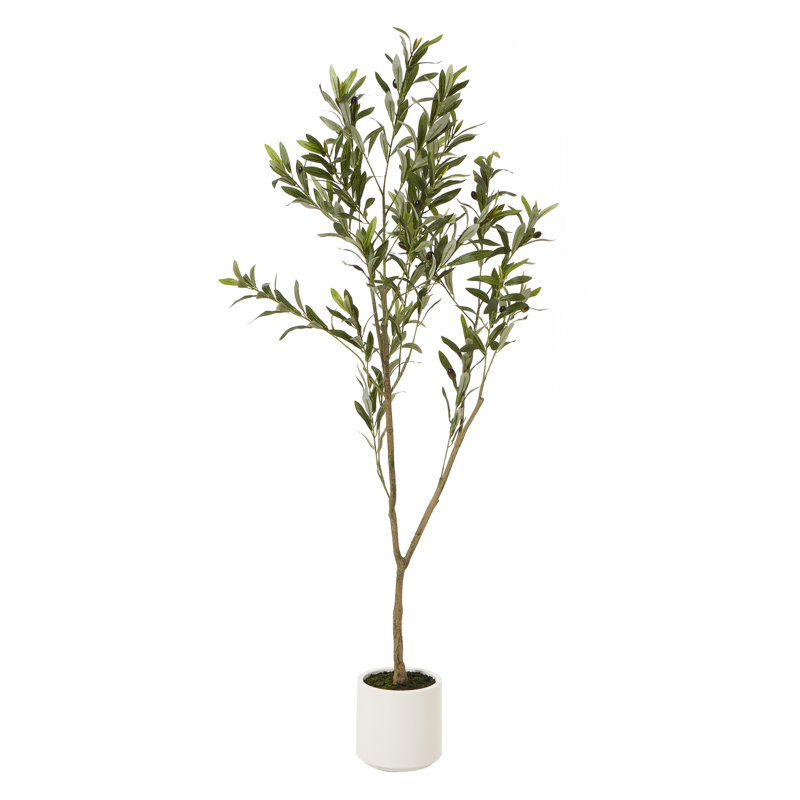 Andaiye 150cm Plant in Pot