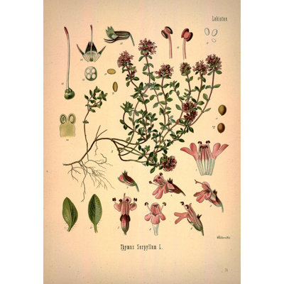 Botanical 77