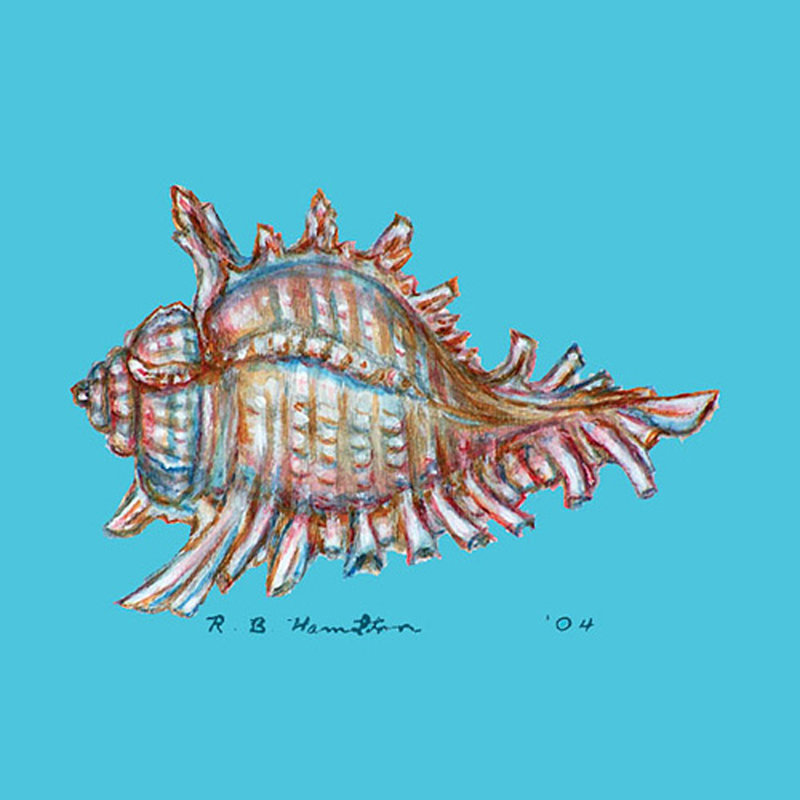 Conch Coaster