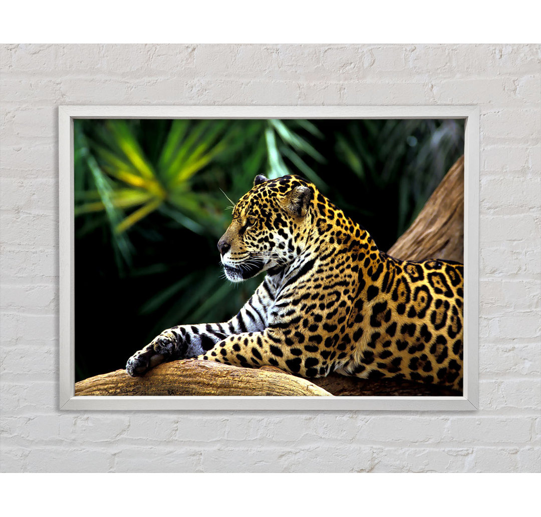 Jaguar im Amazonas-Regenwald - Drucken