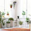 Areca Palm Tree in Pot-514756378