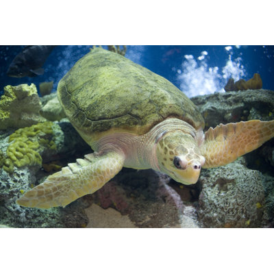 Loggerhead Sea Turtle Swimming by Alantobey - No Frame Print on Canvas