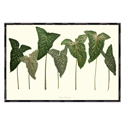 Arum Italicum Garden Print by Sandy Whitaker