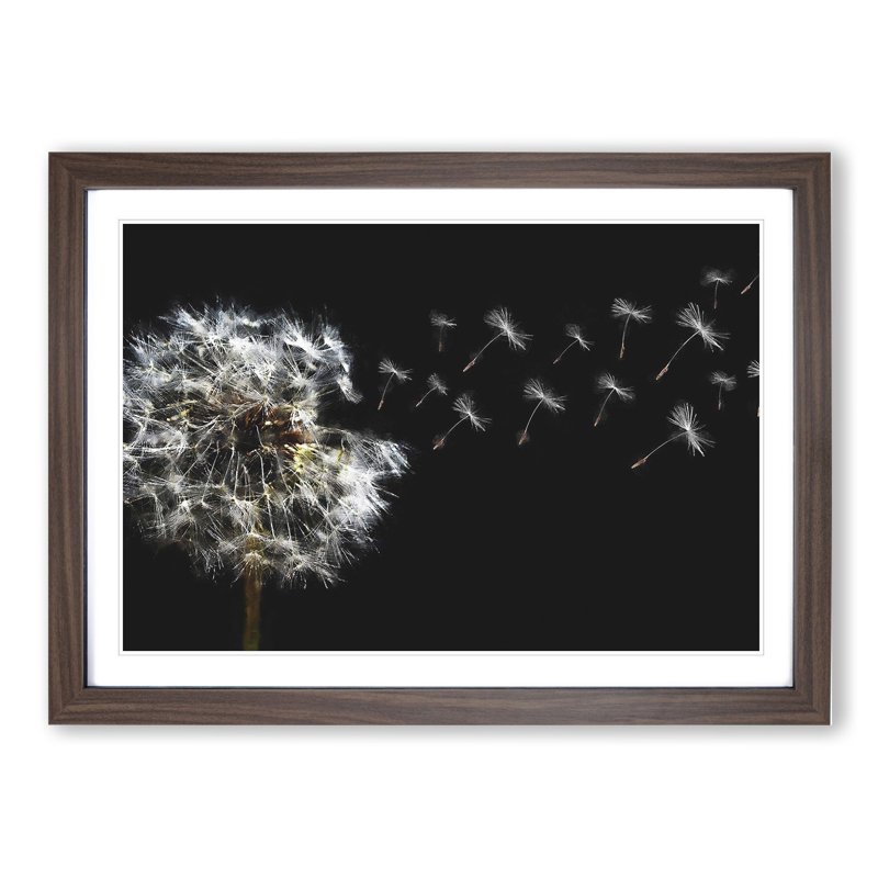 Dandelion Seeds Vol.10 - Picture Frame Graphic Art, 27cm H x 36cm W x 2cm D, Walnut Framed