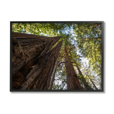 Grands arbres regardant vers le haut la forêt naturelle par Aaron Matheson - photographie