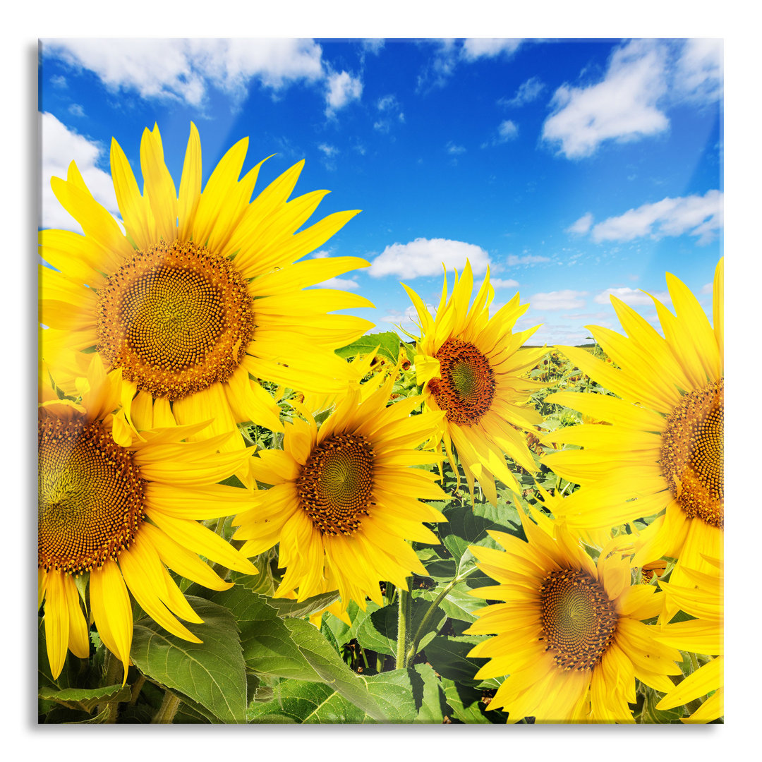 Glasbild Sonnenblumenwiese unter Himmel