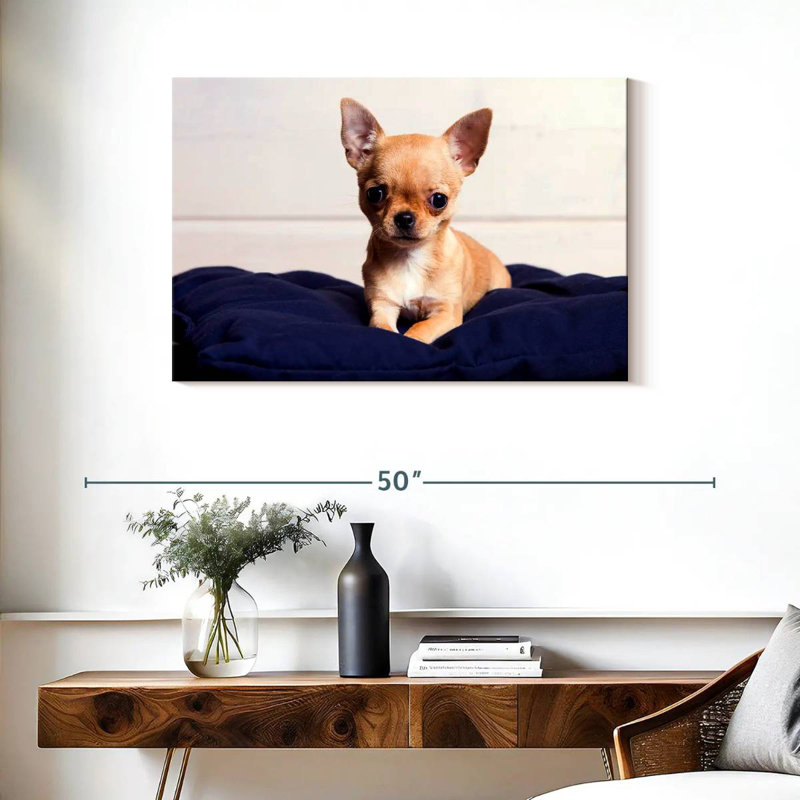 Crowle Teacup Chihuahua, 24" H x 36" W