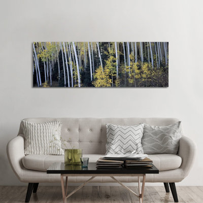 Aspen Trees In A Forest, Aspen, Pitkin County, Colorado, USA - Wrapped Canvas Panoramic Painting