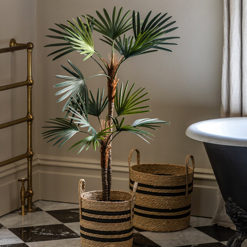 Potted Statement Palm 1580mm