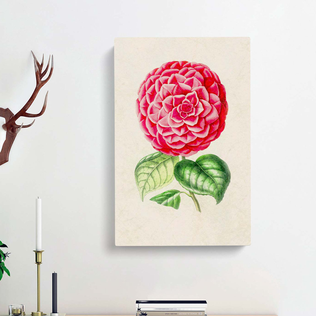 Bright Pink Camellia Flower Illustration - Wrapped Canvas