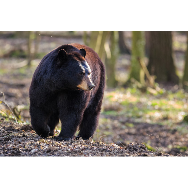American Black Bear - Wrapped Canvas Print, 81cm H x 122cm W