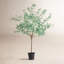 Faux Eucalyptus Tree in Pot