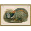 Pheasants From Gould's Birds Of Australia 9 Giclee Print by John Gould