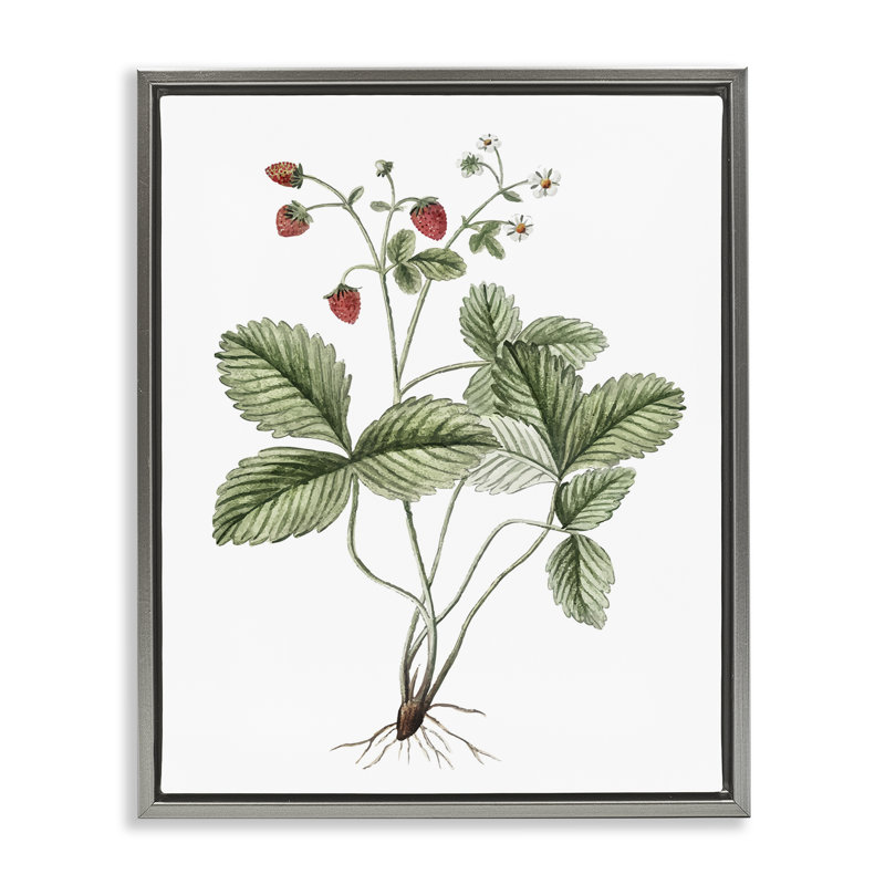 «Budding Strawberries Study», art mural encadré flottant par lettré et doublé, Cadre flottant gris lustré, H 21 po x l 17 po