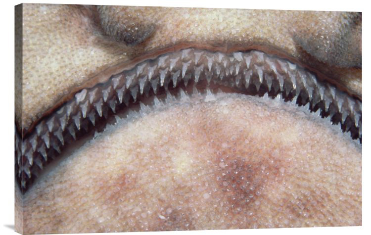 " Swell Shark Close-Up Of Teeth ", 16" H x 24" W, Wrapped Canvas