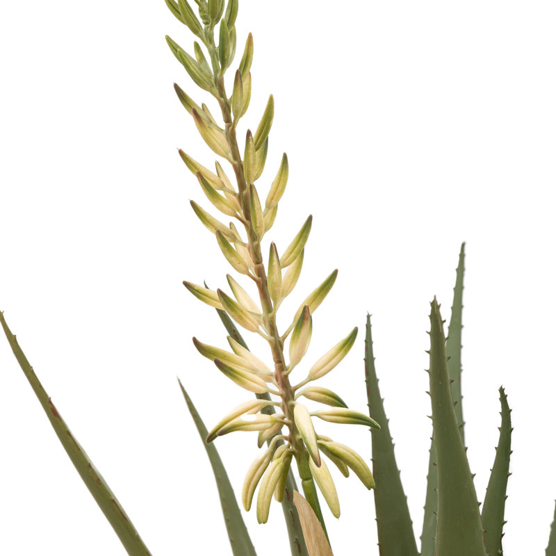 Aloe Potted Plant with Flower, Green
