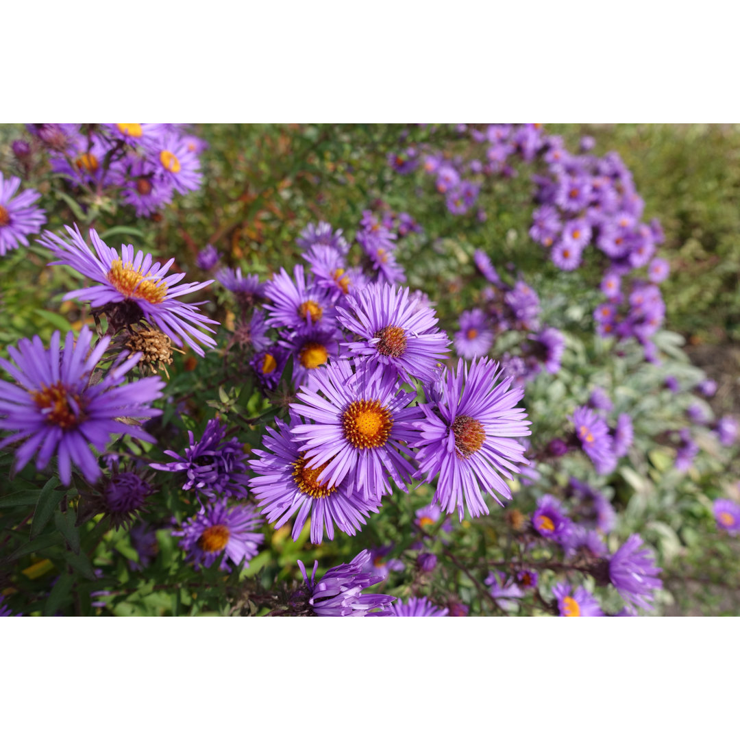 Great Number Of Purple Flowers von Apugach - Leinwanddrucke