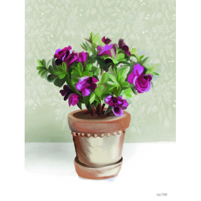 " House Begonia Plant "