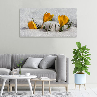 Crocuses In The Snow - No Frame Print on Canvas