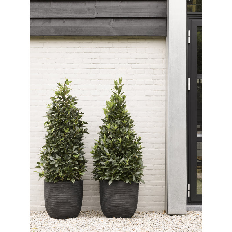 Pot Planter, 34cm H x 35cm W x 34cm D, Black