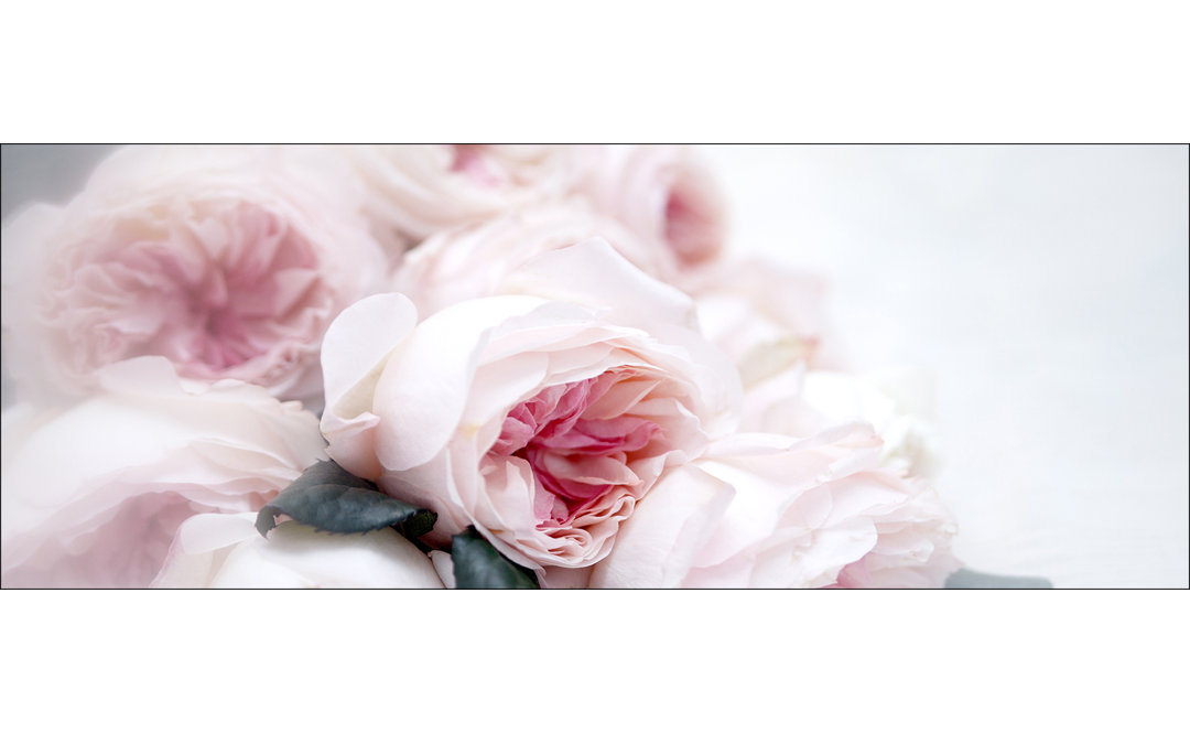 Pink Roses – Rahmenloser Panorama-Kunstdruck auf Floatglas