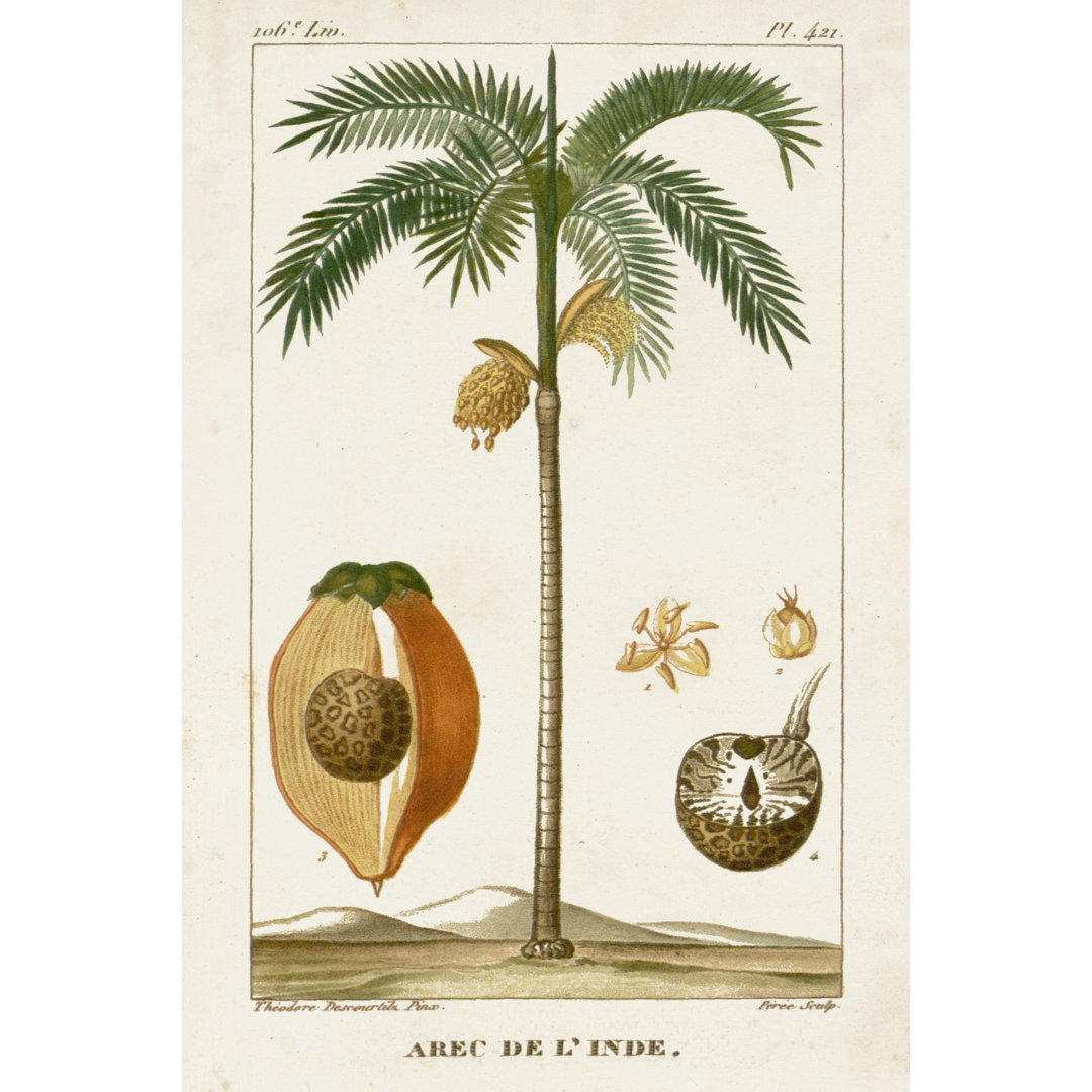 Turpin Exotic Palms V by Turpin - Wrapped Canvas Art Prints