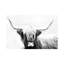 Highland Longhorn by Danita Delimont - Print on Canvas-1148486403-1172184302