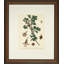 Verde Tinted Botanical IV Print