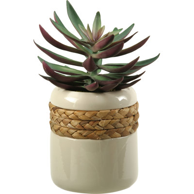 Faux Echeveria Plant in Ceramic Planter